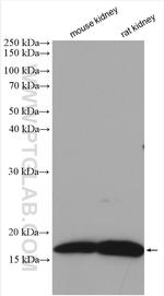 DAP13 Antibody in Western Blot (WB)