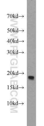 DAP13 Antibody in Western Blot (WB)