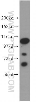 ATF6B Antibody in Western Blot (WB)