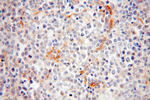 BAP29 Antibody in Immunohistochemistry (Paraffin) (IHC (P))