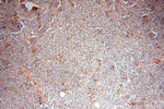 BAP29 Antibody in Immunohistochemistry (Paraffin) (IHC (P))