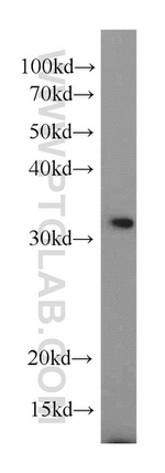 CIP29 Antibody in Western Blot (WB)