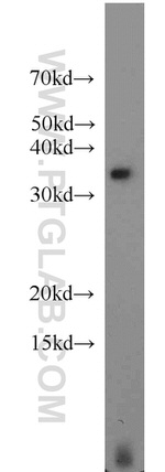 CIP29 Antibody in Western Blot (WB)