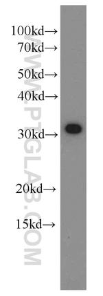 CIP29 Antibody in Western Blot (WB)