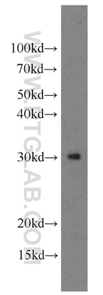 CIP29 Antibody in Western Blot (WB)