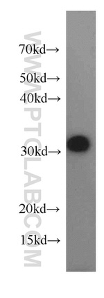 CIP29 Antibody in Western Blot (WB)