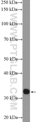 CIP29 Antibody in Western Blot (WB)