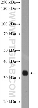 CIP29 Antibody in Western Blot (WB)