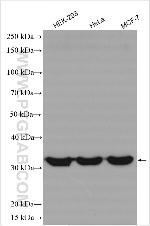 CIP29 Antibody in Western Blot (WB)