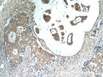 RPL29 Antibody in Immunohistochemistry (Paraffin) (IHC (P))