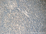 RPL29 Antibody in Immunohistochemistry (Paraffin) (IHC (P))