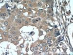 RPL29 Antibody in Immunohistochemistry (Paraffin) (IHC (P))