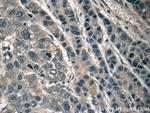 RPL29 Antibody in Immunohistochemistry (Paraffin) (IHC (P))