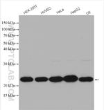 RPL29 Antibody in Western Blot (WB)