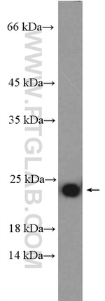 RPL29 Antibody in Western Blot (WB)