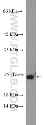 RPL29 Antibody in Western Blot (WB)