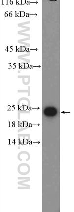 RPL29 Antibody in Western Blot (WB)