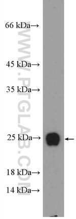RPL29 Antibody in Western Blot (WB)