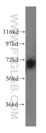 LRCH3 Antibody in Western Blot (WB)