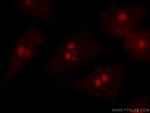 NHP2L1 Antibody in Immunocytochemistry (ICC/IF)