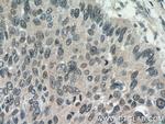NHP2L1 Antibody in Immunohistochemistry (Paraffin) (IHC (P))
