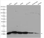 NHP2L1 Antibody in Western Blot (WB)