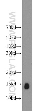 NHP2L1 Antibody in Western Blot (WB)