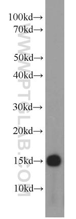 NHP2L1 Antibody in Western Blot (WB)