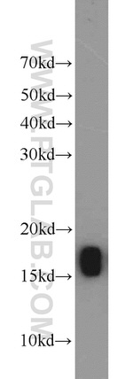 NHP2L1 Antibody in Western Blot (WB)