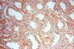 FXYD6 Antibody in Immunohistochemistry (Paraffin) (IHC (P))