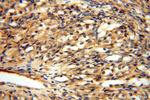 FXYD6 Antibody in Immunohistochemistry (Paraffin) (IHC (P))