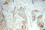 FXYD6 Antibody in Immunohistochemistry (Paraffin) (IHC (P))