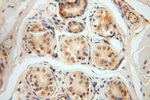 FXYD6 Antibody in Immunohistochemistry (Paraffin) (IHC (P))