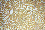 FXYD6 Antibody in Immunohistochemistry (Paraffin) (IHC (P))