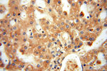FXYD6 Antibody in Immunohistochemistry (Paraffin) (IHC (P))