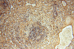 FXYD6 Antibody in Immunohistochemistry (Paraffin) (IHC (P))