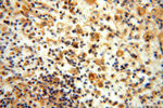 FXYD6 Antibody in Immunohistochemistry (Paraffin) (IHC (P))