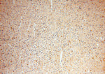 FXYD6 Antibody in Immunohistochemistry (Paraffin) (IHC (P))