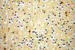 FXYD6 Antibody in Immunohistochemistry (Paraffin) (IHC (P))