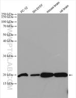 FXYD6 Antibody in Western Blot (WB)