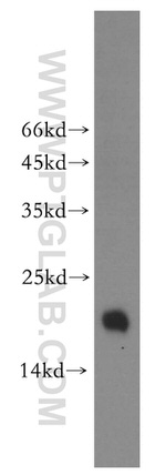 FXYD6 Antibody in Western Blot (WB)