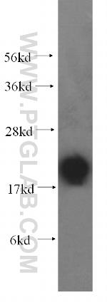FXYD6 Antibody in Western Blot (WB)