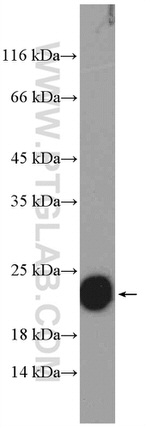 FXYD6 Antibody in Western Blot (WB)