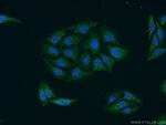 GRIPAP1 Antibody in Immunocytochemistry (ICC/IF)