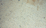 GRIPAP1 Antibody in Immunohistochemistry (Paraffin) (IHC (P))