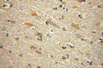 GRIPAP1 Antibody in Immunohistochemistry (Paraffin) (IHC (P))