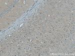 GRIPAP1 Antibody in Immunohistochemistry (Paraffin) (IHC (P))