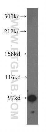 GRIPAP1 Antibody in Western Blot (WB)