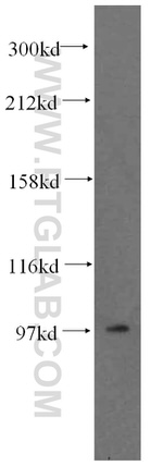 GRIPAP1 Antibody in Western Blot (WB)