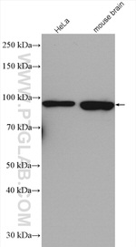 GRIPAP1 Antibody in Western Blot (WB)